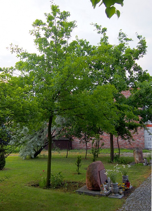 dąb Jana Pawła II przy kościele św. Mikołaja i św.Konstancji w Gniewkowie, maj 2016