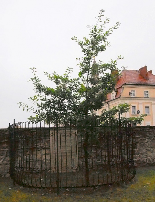 dąb Jana Pawła II w Bolesławcu, 2016