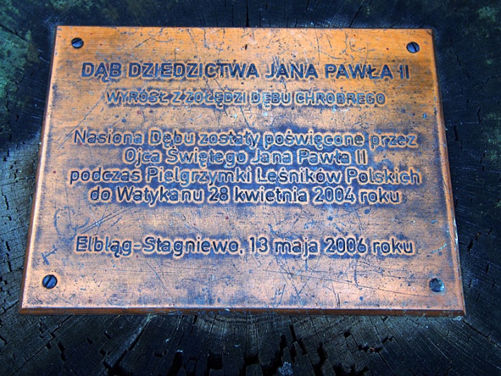 dąb Jana Pawła II w Elblągu - Stagniewie, przy Sanktuarium MB Fatimskiej, 2015