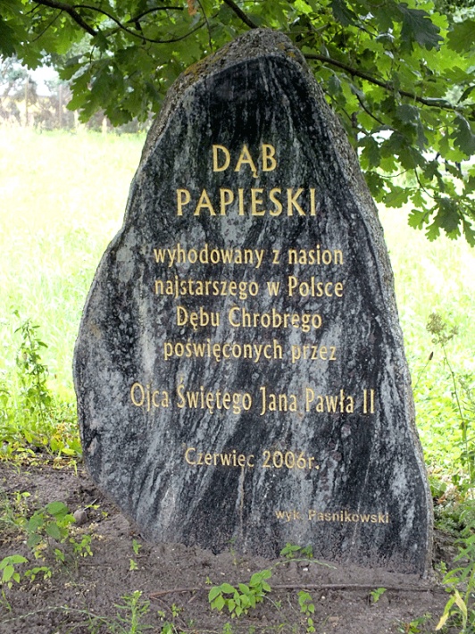 dąb Jana Pawła II w Pieckach, 2017