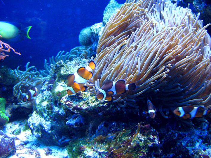 rafa koralowa