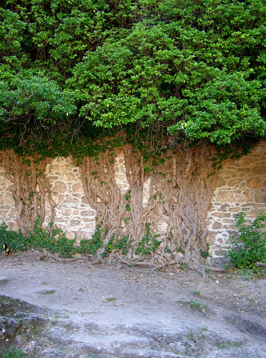 ruiny zamku Chojnik - bujna roślinność na dziedzińcu zamku średniego
