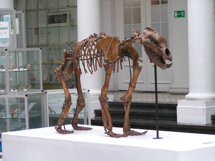 szkielet ursusa - niedźwiedzia jaskiniowego