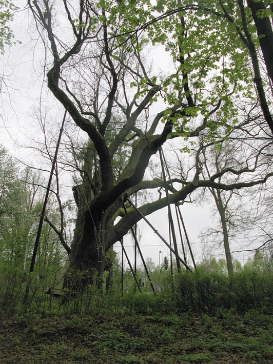 dąb Bartek, widok od zachodu - doskonale widoczna niesymetryczna korona drzewa