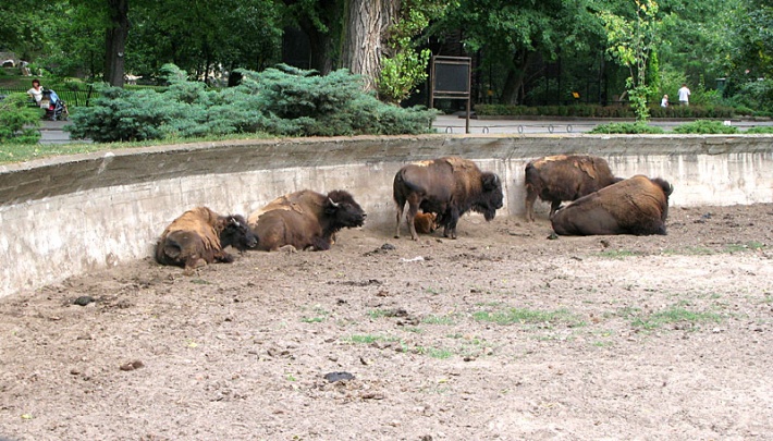 w warszawskim ZOO - bizony