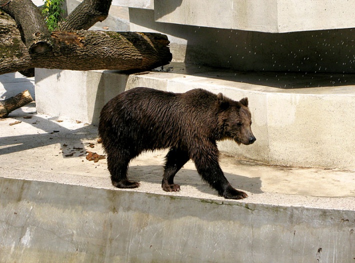 w warszawskim ZOO - niedźwiedź brunatny