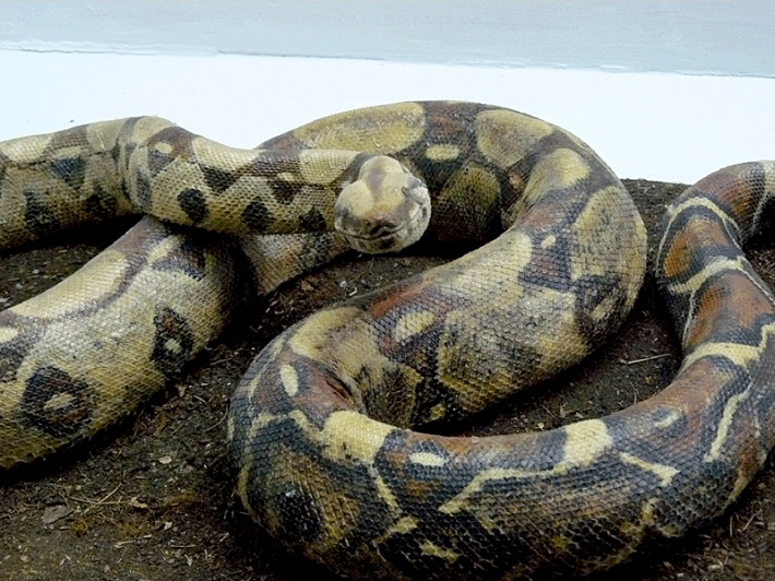 Muzeum Przyrodnicze BdPN w Ustrzykach Dolnych - spreparowany wąż