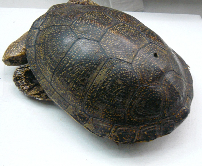 Muzeum Przyrodnicze BdPN w Ustrzykach Dolnych - spreparowany okaz żółwia