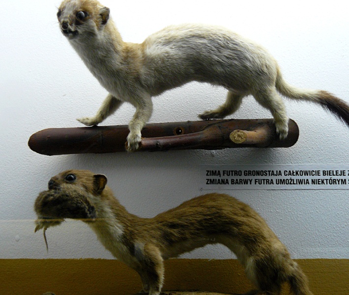 Muzeum Przyrodnicze BdPN w Ustrzykach Dolnych - spreparowane okazy gronostajów