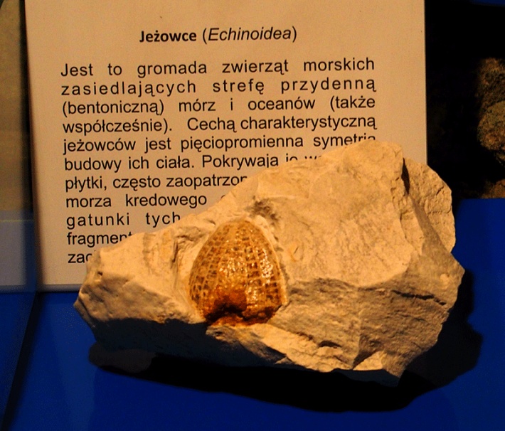 Chełmskie Podziemia Kredowe jeżowce, skamieniałości morza kredowego