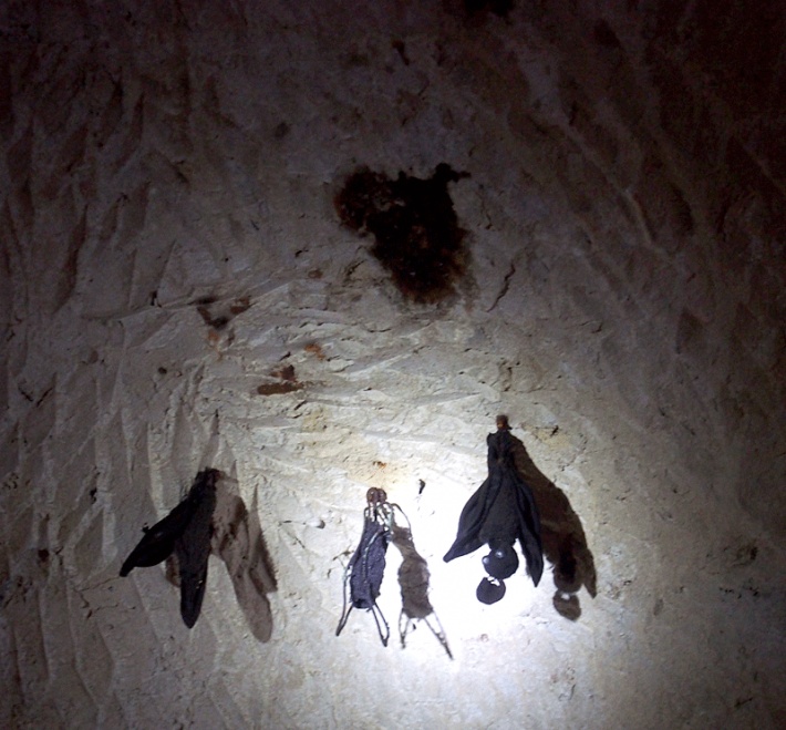 Chełmskie Podziemia Kredowe  - tu mogły mieszkać nietoperze
