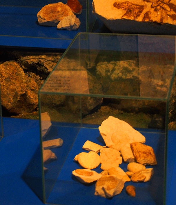 Chełmskie Podziemia Kredowe - skamieniałości morza kredowego