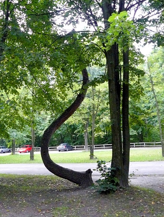 drzewo na terenie Krzemionek Opatowskich